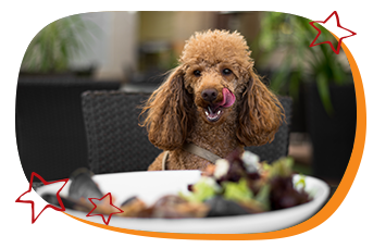 img-petfriendly-1.png